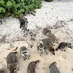 The Best Tours To Raccoon Island Miami Fl