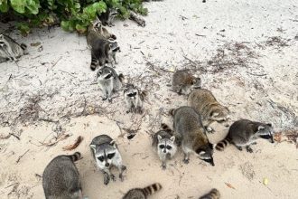 The Best Tours To Raccoon Island Miami Fl