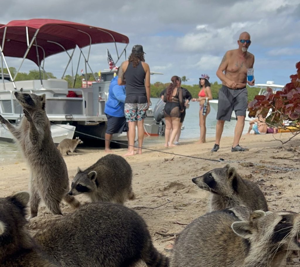 Top 10 Places To Visit By Boat In Miami: Your Must-See Waterfront Guide 2 Best Boat Tours To Raccoon Island Miami