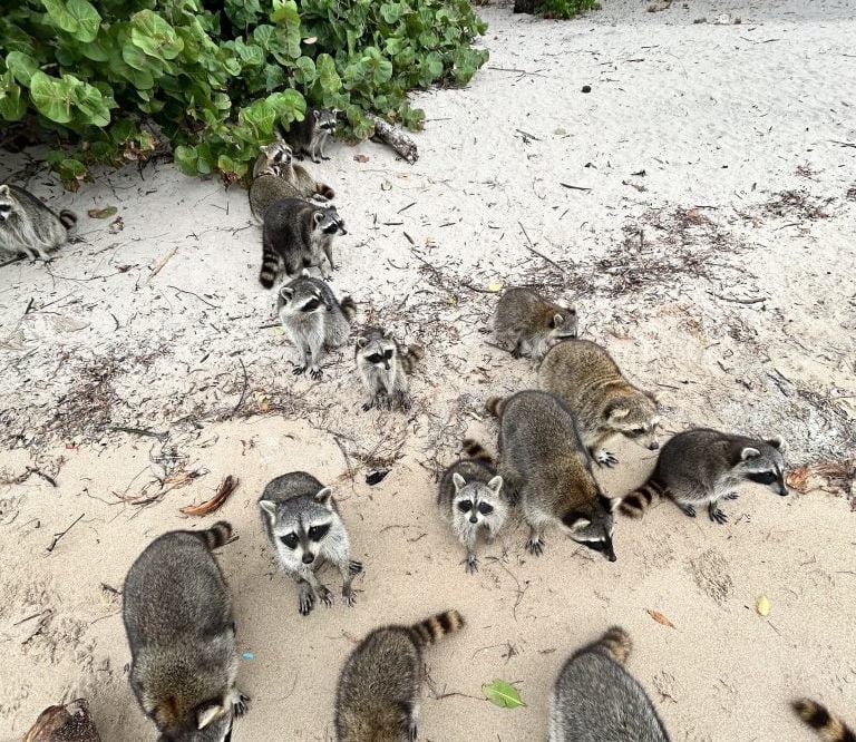 The Best Tours To Raccoon Island Miami Fl